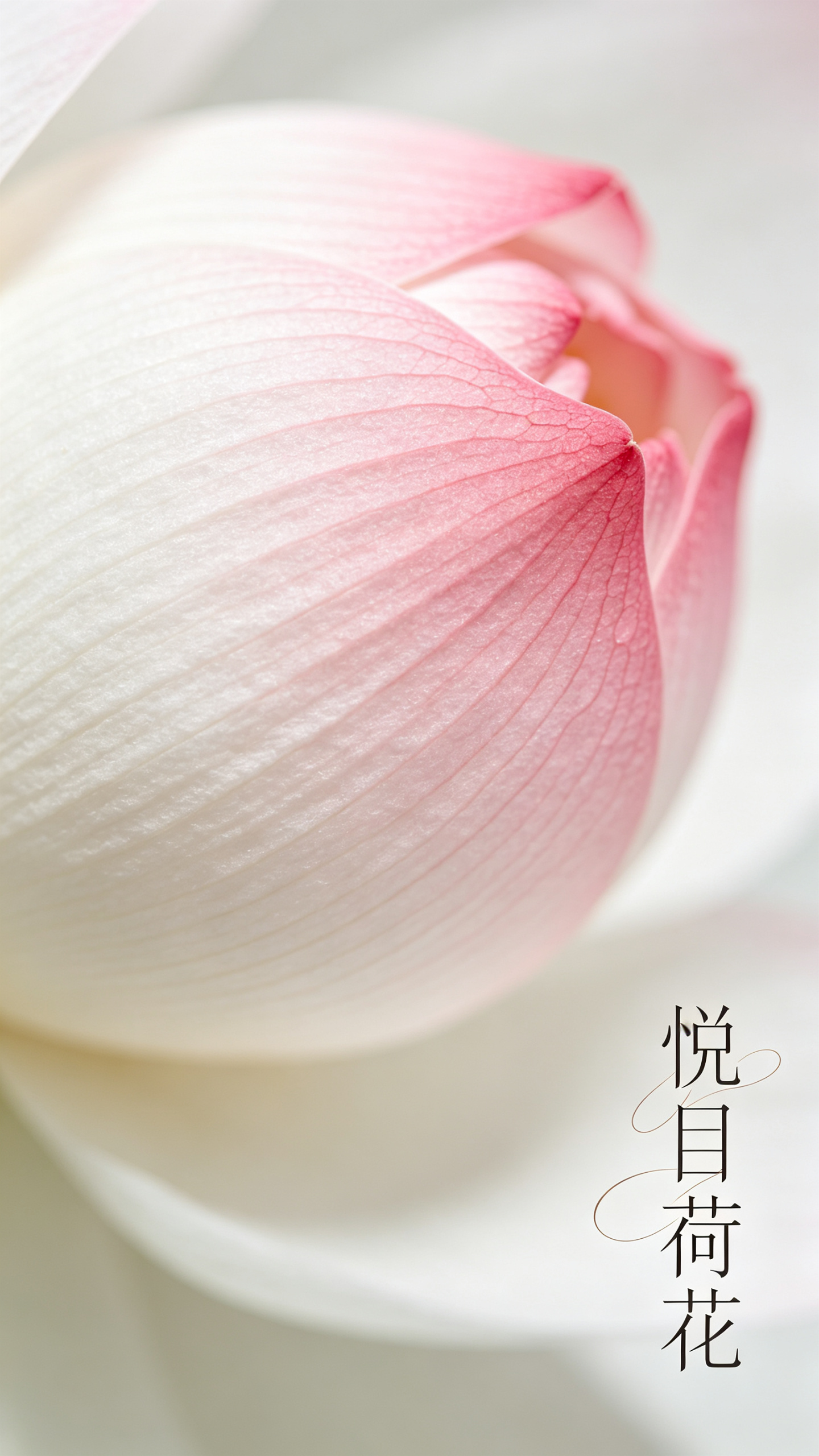 极简古典美学，高级排版海报，荷花艺术，质感荷花纹理，白色到粉红色渐变效果，艺术概念风格，视觉清雅且充满东方古典感；画面右下角放主题字：主题字进行字体设计，极细宋体风格 “悦目荷花”，文字进行错位穿插摆放，字体优雅细长，… - AI提示词参考图，来自西西提示词