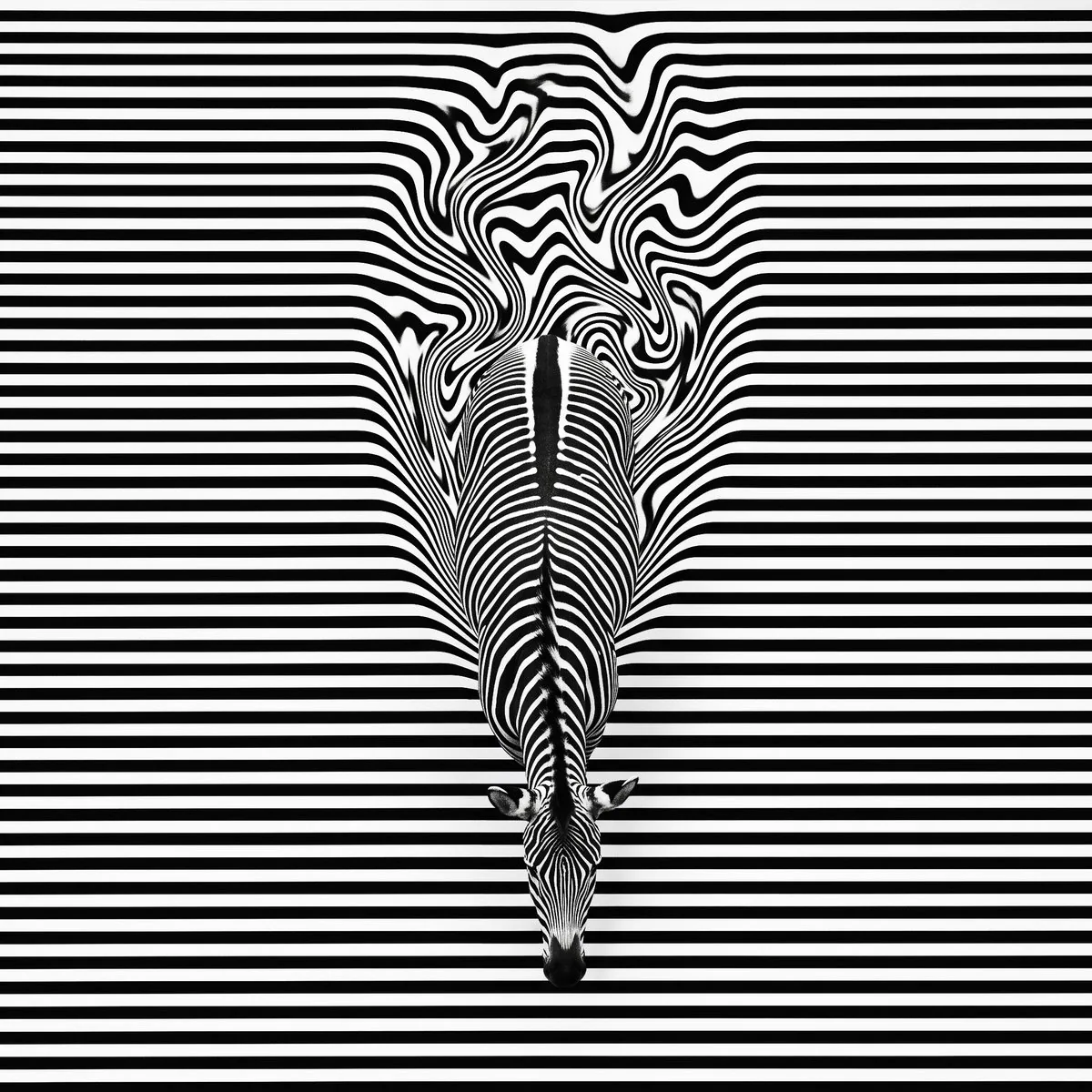 Top-down view of a zebra walking downward against a background of tight horizontal black and white stripes. O… - AI提示词参考图，来自西西提示词