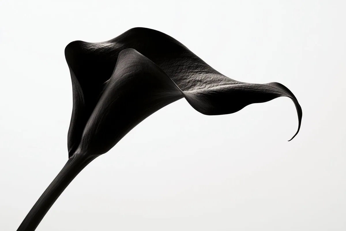 Fine-art black and white photograph of a [Subject], clean white background, high-key studio lighting, minimal… - AI提示词参考图，来自西西提示词