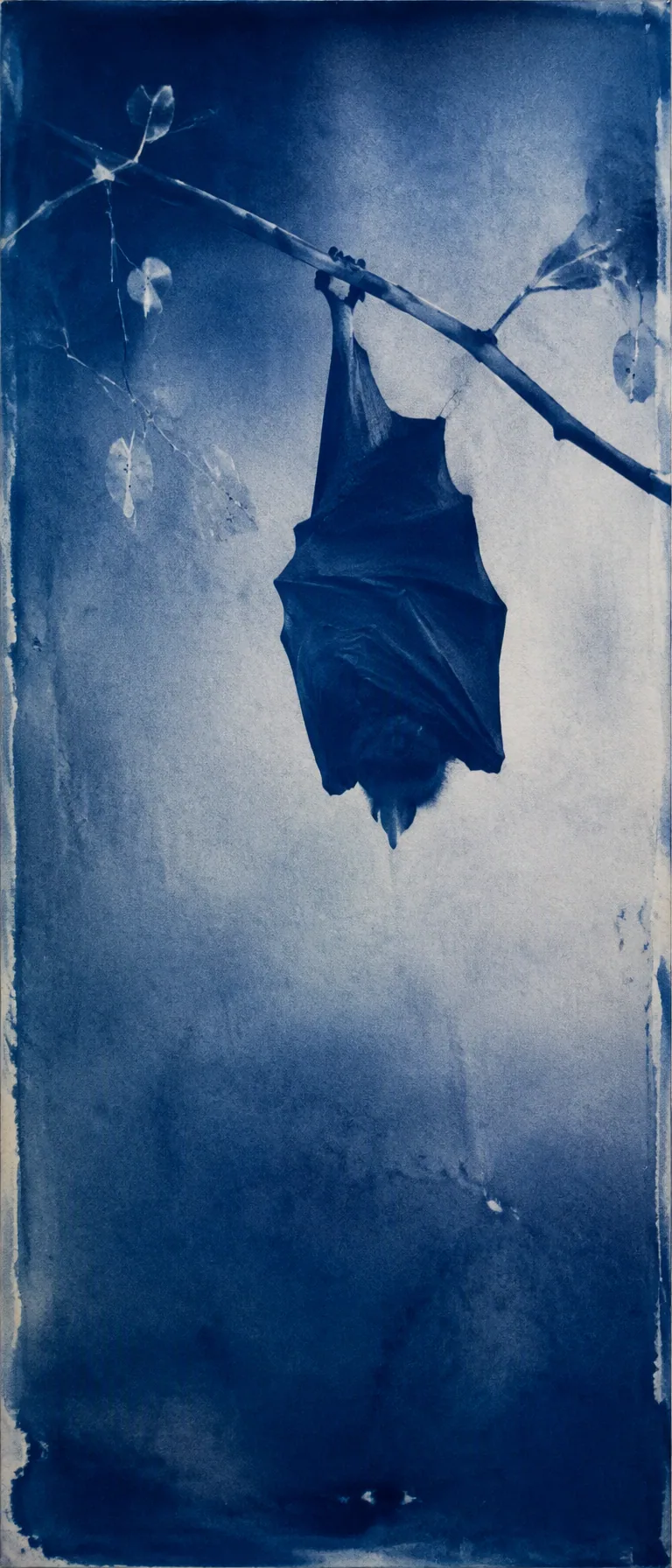 @Create image A vertical 9:20 cyanotype artwork of a single bat hanging upside down from a thin branch.The en… - AI prompt reference from CC Prompt Galaxy