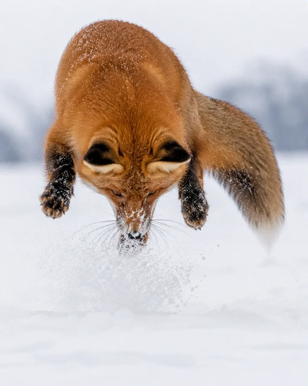 Create a breathtaking wildlife photograph of a red fox mid-pounce in deep white snow, ears pinned back, eyes … - AI提示词参考图，来自西西提示词