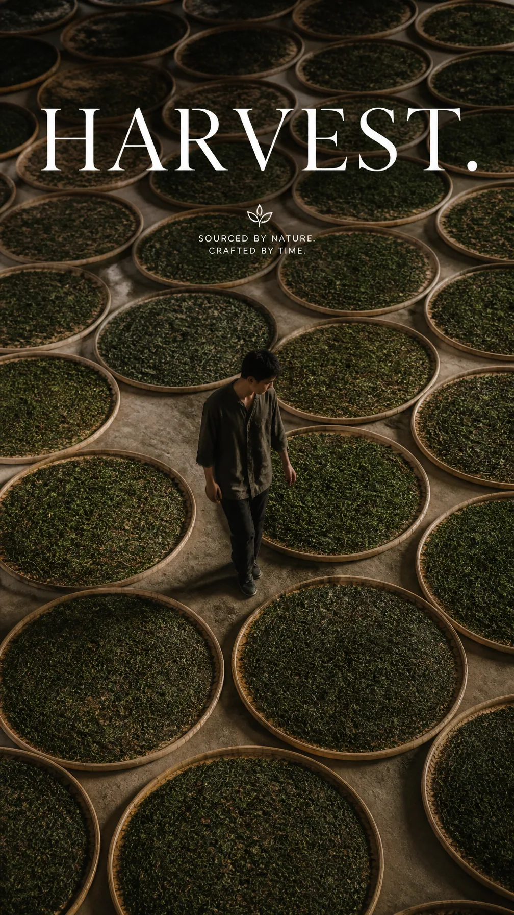 Premium editorial campaign.Main Subject: Young man inside a traditional tea leaf drying hall.Creative Directi… - AI提示词参考图，来自西西提示词