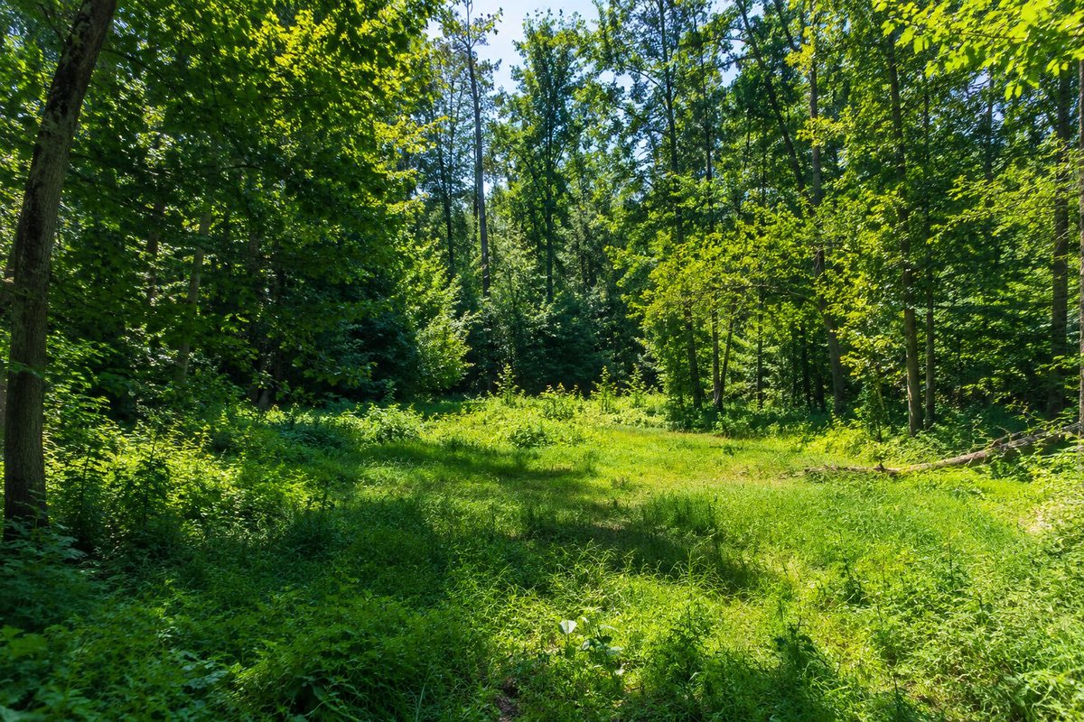 Sunny day, {argument name="scene description" default="a clearing in the woods"}, surrounded by a large amoun… - AI提示词参考图，来自西西提示词
