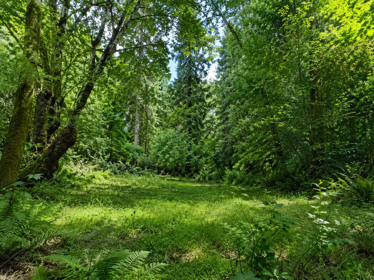 Photo of a {argument name="location" default="clearing in the woods"} with lots of {argument name="foliage" d… - AI提示词参考图，来自西西提示词