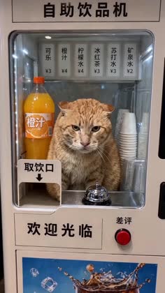 猫咪倒橙汁供人饮用后按差评